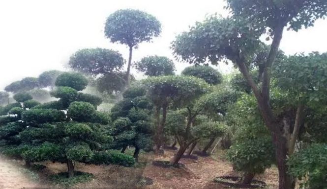 造型樹(shù)、景觀(guān)造型樹(shù)